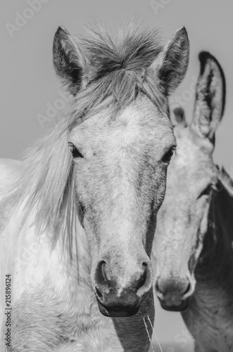 Portrait of two mules. Black and white headshot of mules  farm animals.