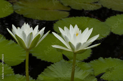 Two white waterlily flowers in pond with green leaves background