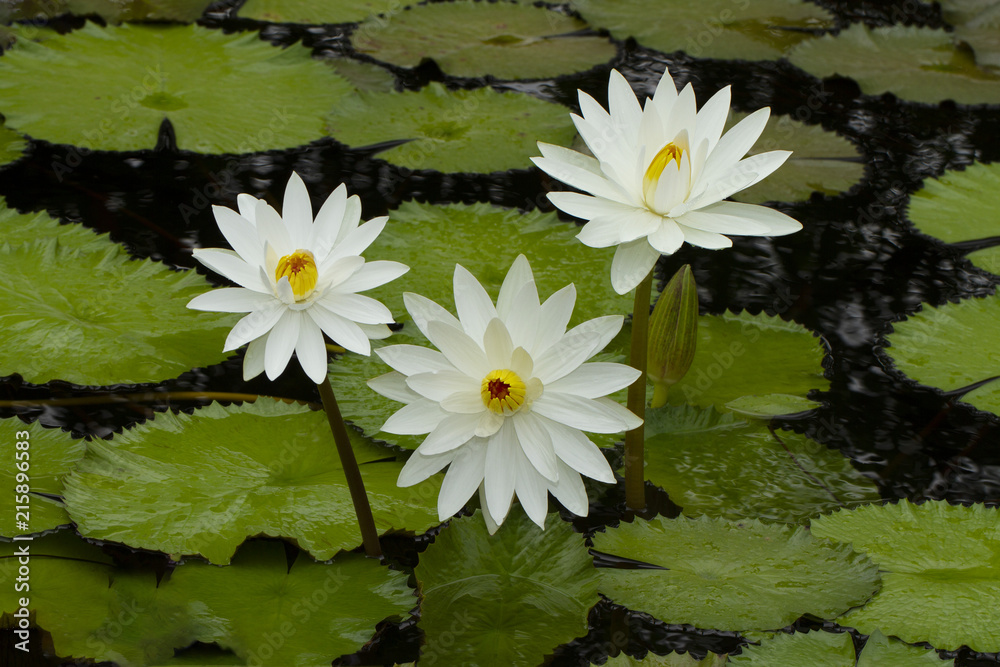 White waterlily with green leaves background White waterlily with green leaves background
