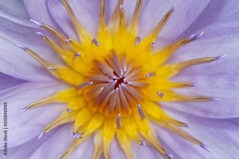 Obraz premium Close up of purple lotus