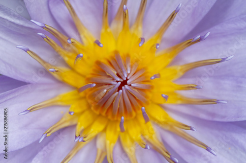 Close up of purple lotus