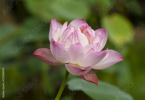 Pink lotus with green leaves background