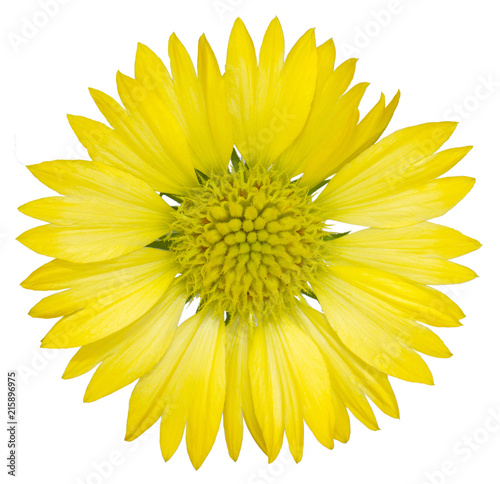 Yellow gaillardia flower isolated on white background