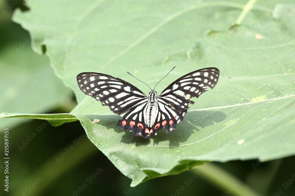 アゲハチョウ アゲハチョウ