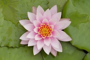 Papier peint photo Fleur de lotus Nénuphar rose et feuillage verdoyant  © Direk Takmatcha