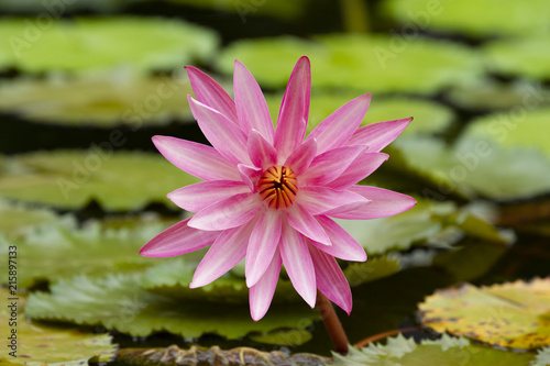 Pink waterlily flower with green leaves background