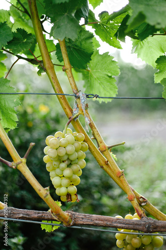 Bunch of green ripe grape