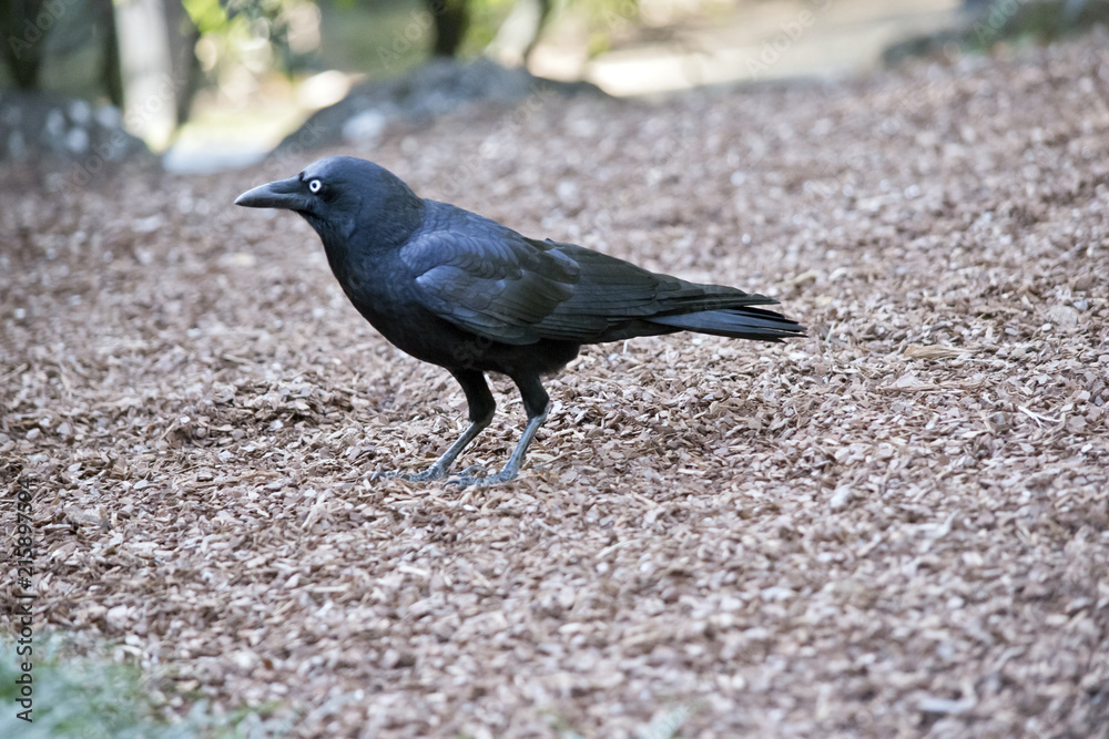 Fototapeta premium an Australian raven