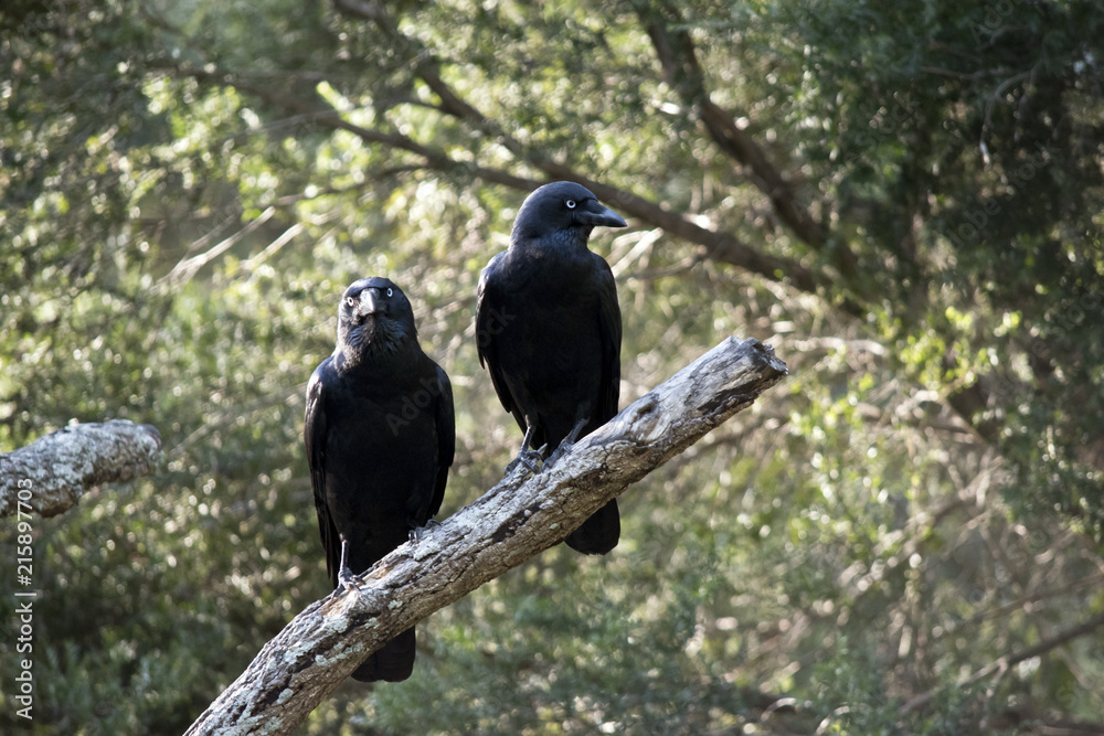 Fototapeta premium two Australian ravens