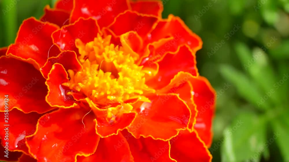 Red flower blackbringer swaying in the wind against the background of green grass at summer day