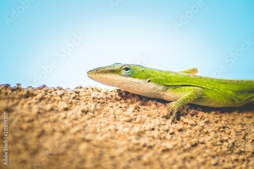 Lizard lizard