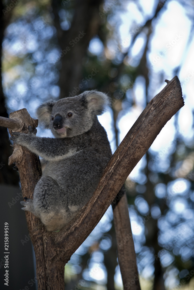 Obraz premium australijski koala