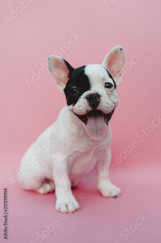 French Bulldog Puppy on Pink Background
