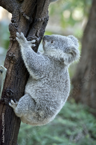 Fototapeta Naklejka Na Ścianę i Meble -  a joey koala
