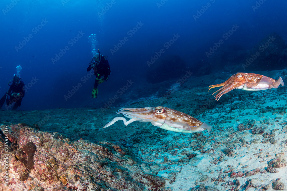 Fototapeta premium Beautiful Pharaoh Cuttlefish on a tropical coral reef in asia