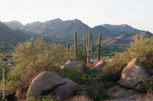 Saguaro cactus grow on the slopes of the Pinnacle Peak Park in the Scottsdale community, AZ.