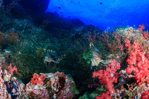 Beautiful Red Lionfish swimmong on a colorful tropical coral reef