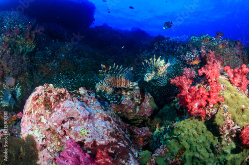 Fototapeta Naklejka Na Ścianę i Meble -  Beautiful Red Lionfish swimmong on a colorful tropical coral reef