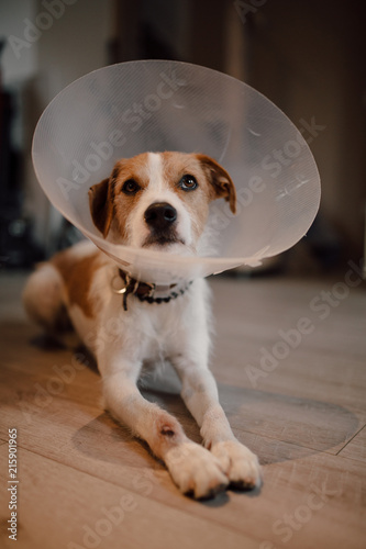Dog laying down with dog cone