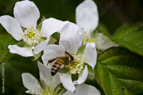 abeja polinizando una flor de pétalos blancos con fondo desenfocado