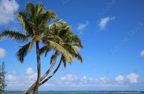 Fototapeta Naklejka Na Ścianę i Meble -  Three palms on Aukai Beach - Oahu, Hawaii