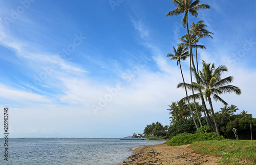 Palm trees on Maunalua Beach - Oahu, Hawaii