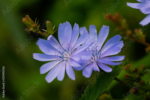 Tableau sur toile Common chicory (Cichorium intybus)