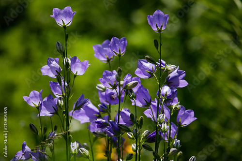 Harebell (Campanula rotundifolia) photo