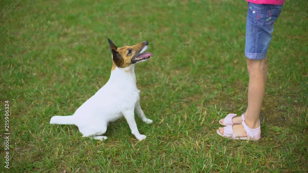 Girl playing with dog outdoors, leisure time in park, pet friendship, training Girl playing with dog outdoors, leisure time in park, pet friendship, training