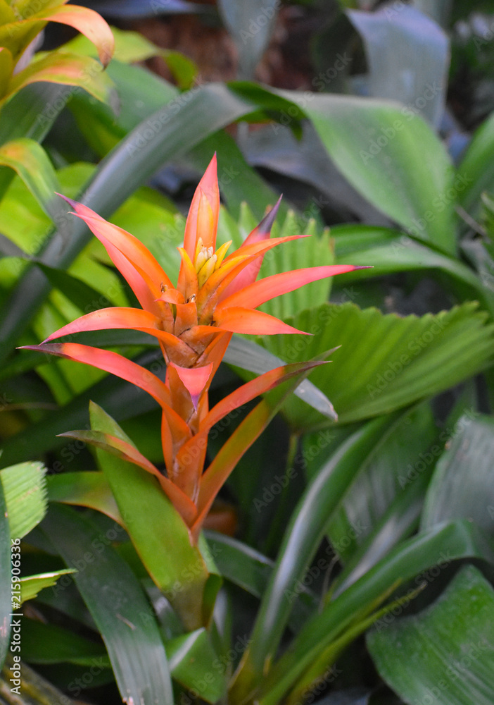 Obraz premium Orange Spiked Flower