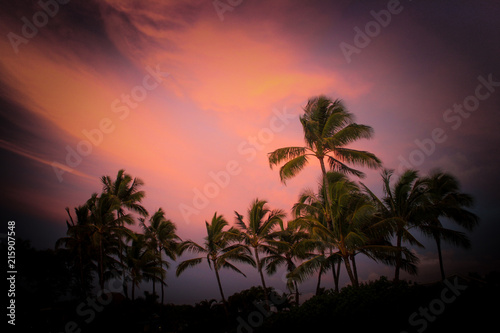 Maui palms © Jeff Fawcette