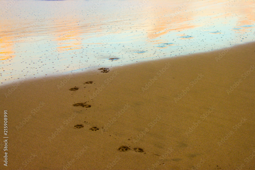 Paw prints in the sand Paw prints in the sand