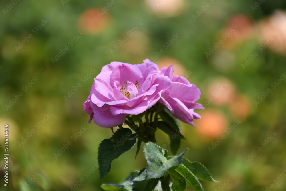 beautiful pink flower in the garden