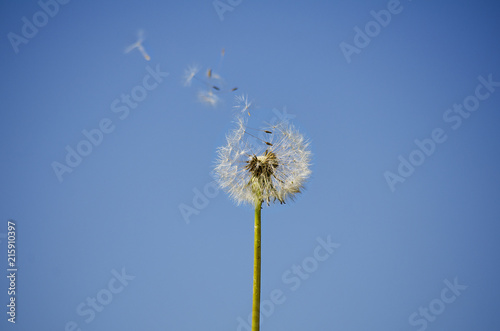 Fototapeta Naklejka Na Ścianę i Meble -  dandelion seeds flying
