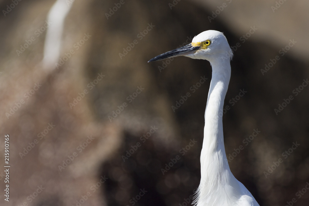 Garça-branca-pequena - Egretta thula Garça-branca-pequena - Egretta thula