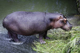 Hippopotamus on Zoo