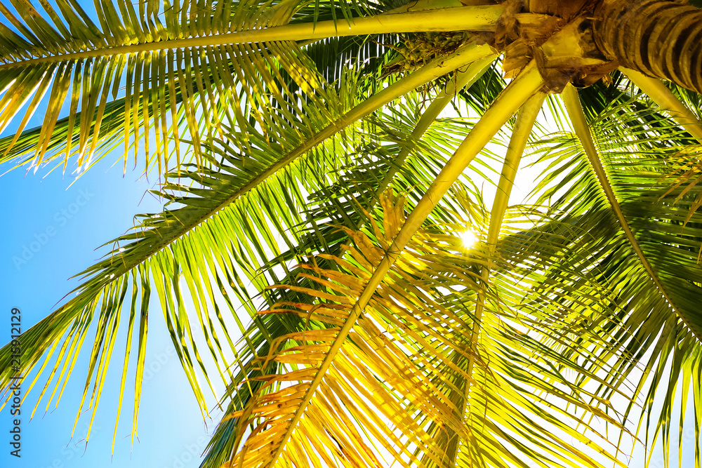 Fototapeta premium Sunny day, bright sun and palm trees in a tropical climate day, Marco Island, Florida.