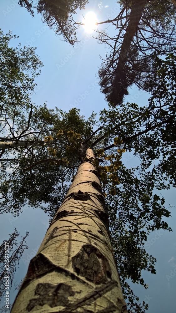 Fototapeta premium Aspen tree trunk