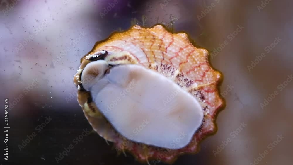 A shot of a sea snail that is attached to an aquarium's glass. A shot of a sea snail that is attached to an aquarium's glass.