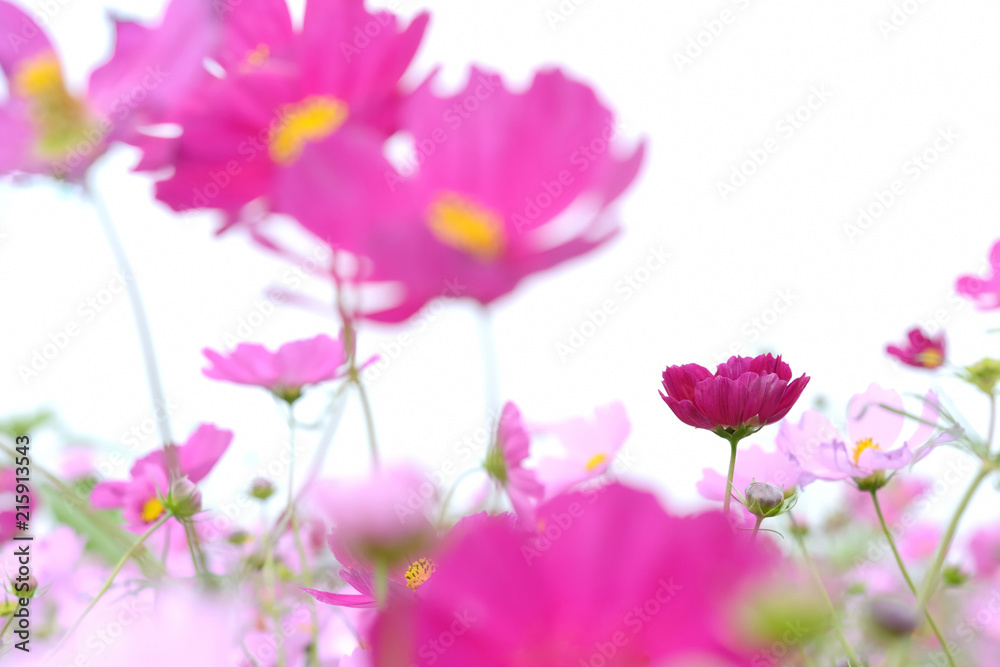 Fototapeta premium コスモス 花畑