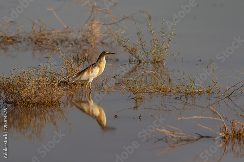 closeup of squacco heron in flooded qa'