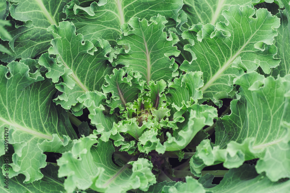 Green and purple decorative cabbage in blossom Green and purple decorative cabbage in blossom
