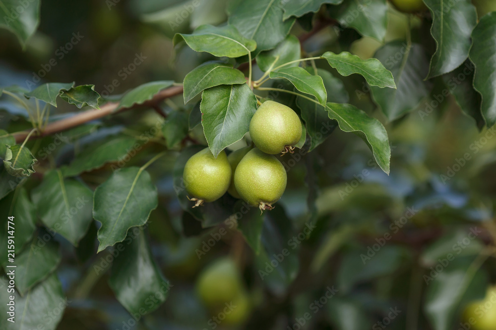 Unripe pears in green foliage on tree branches