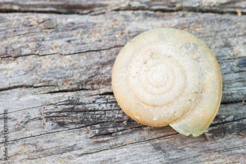 Snail Shell on Wood Texture Background