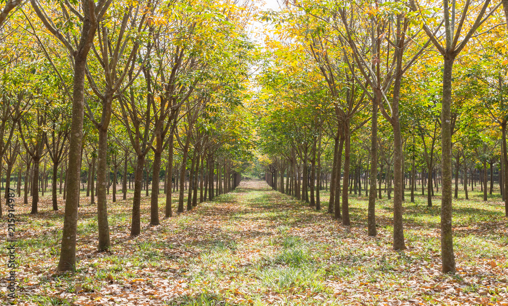 Obraz premium Rubber Tree in Rubber Forest Background Normal View