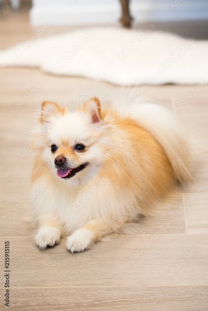 Beautiful, happy, relaxed and well behaved small two tone golden Pomeranian male puppy dog sitting down on laminate wooden floor. Very hyper dog finally relaxed and obeying commands to sit