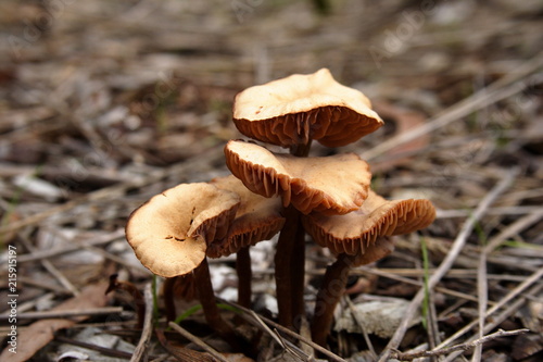 Cluster of Wild Mushroom Fungus