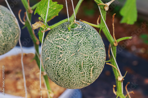 Japanese Cantaloupe Melon farm