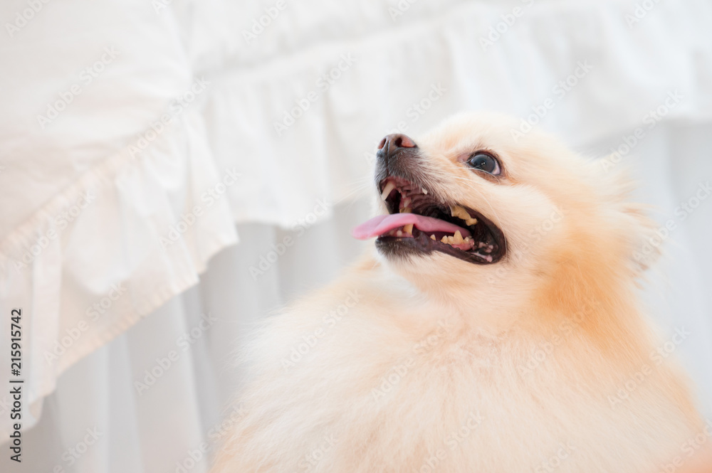 Why Do Dogs Ruffle Up Their Beds