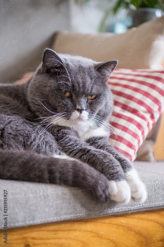 British short hair cat rests on sofa